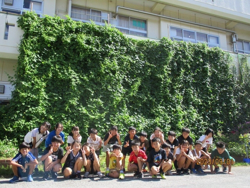 湖北小学校の緑のカーテン