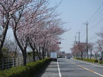 手賀沼ふれあいラインの桜1