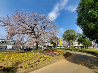 湖北駅南口の桜1