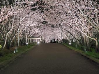 手賀沼親水広場の桜2