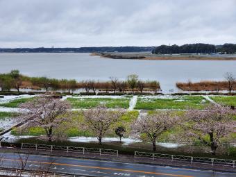 高野山桃山公園の桜2