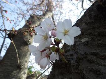 手賀沼遊歩道の桜2