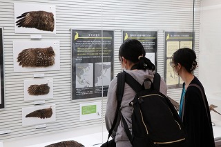 鳥の博物館を見学