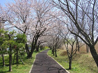 若松地区のソメイヨシノ