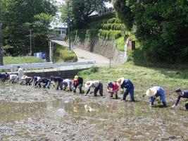 田植え