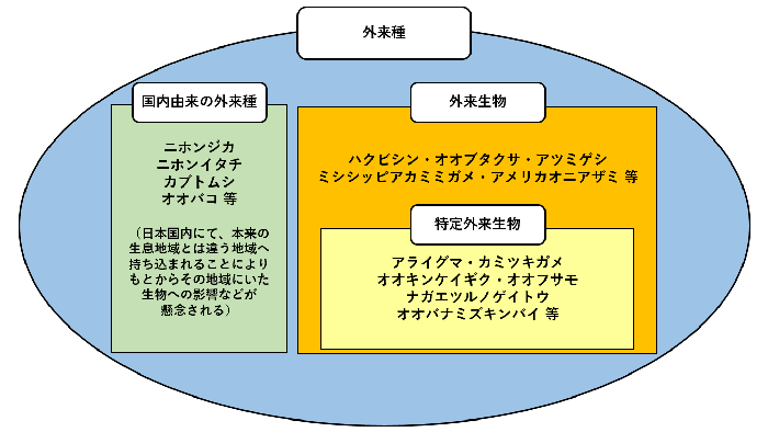 外来生物についての区分表